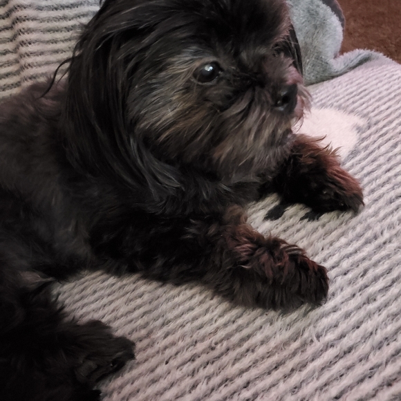 ⚜ Meet ⚜ your Posher, Bren ⚜ Posh Ambassador ⚜ - Picture 5 of 16